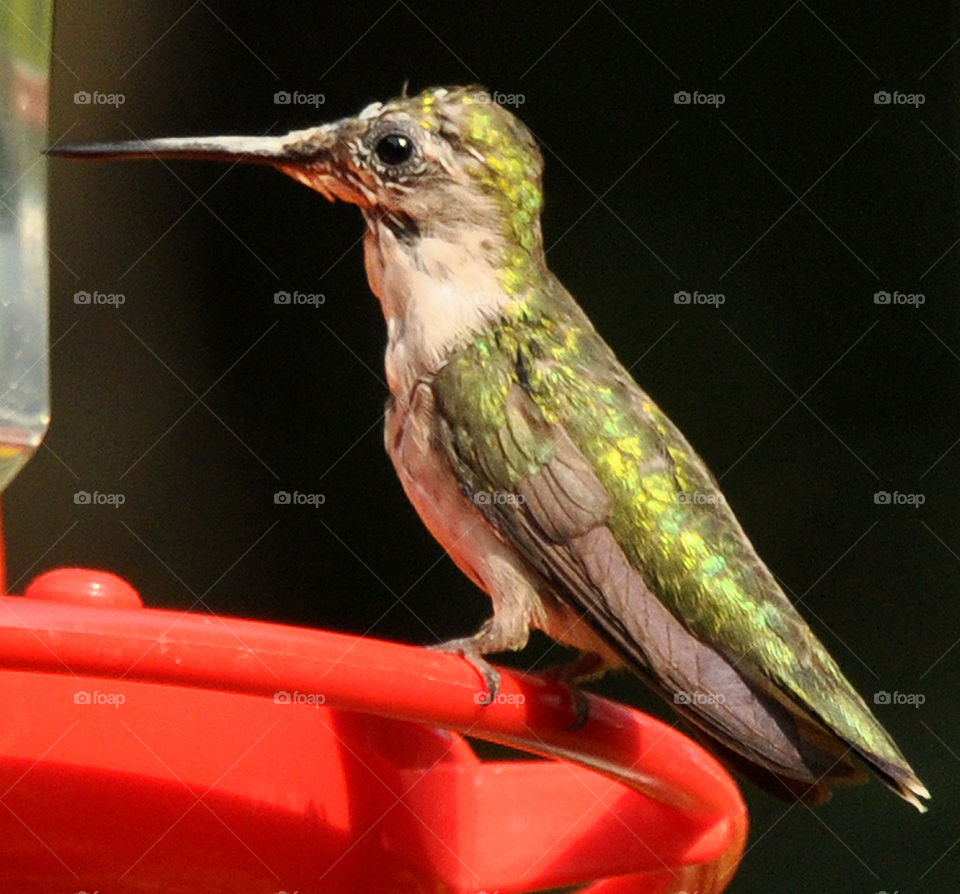 Hummingbird perched on a feeder 