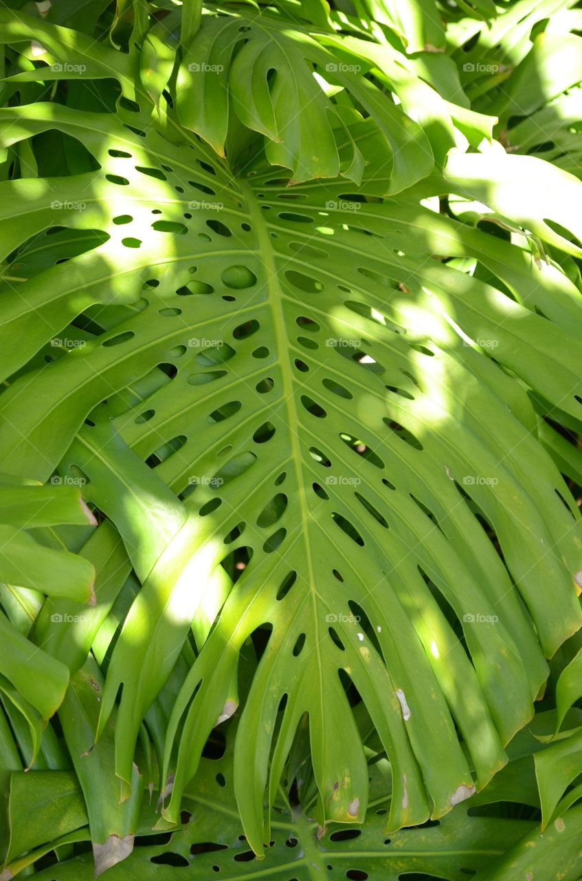 Leaf with holes. 