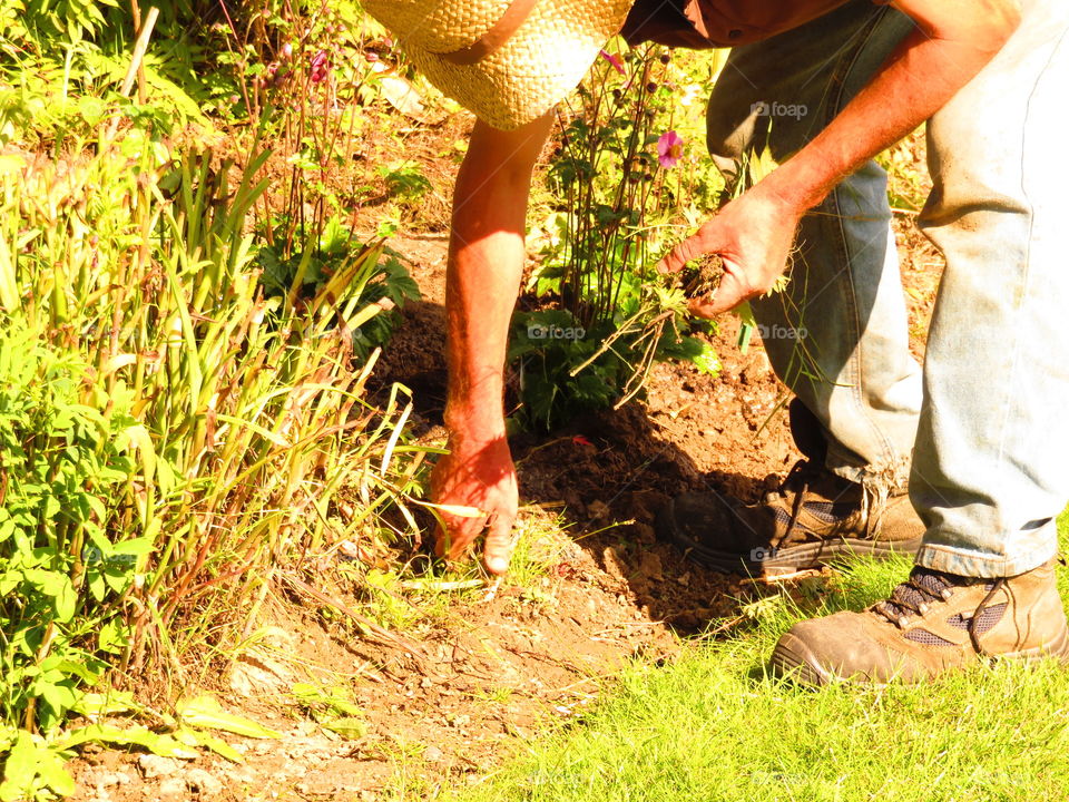 urban gardening