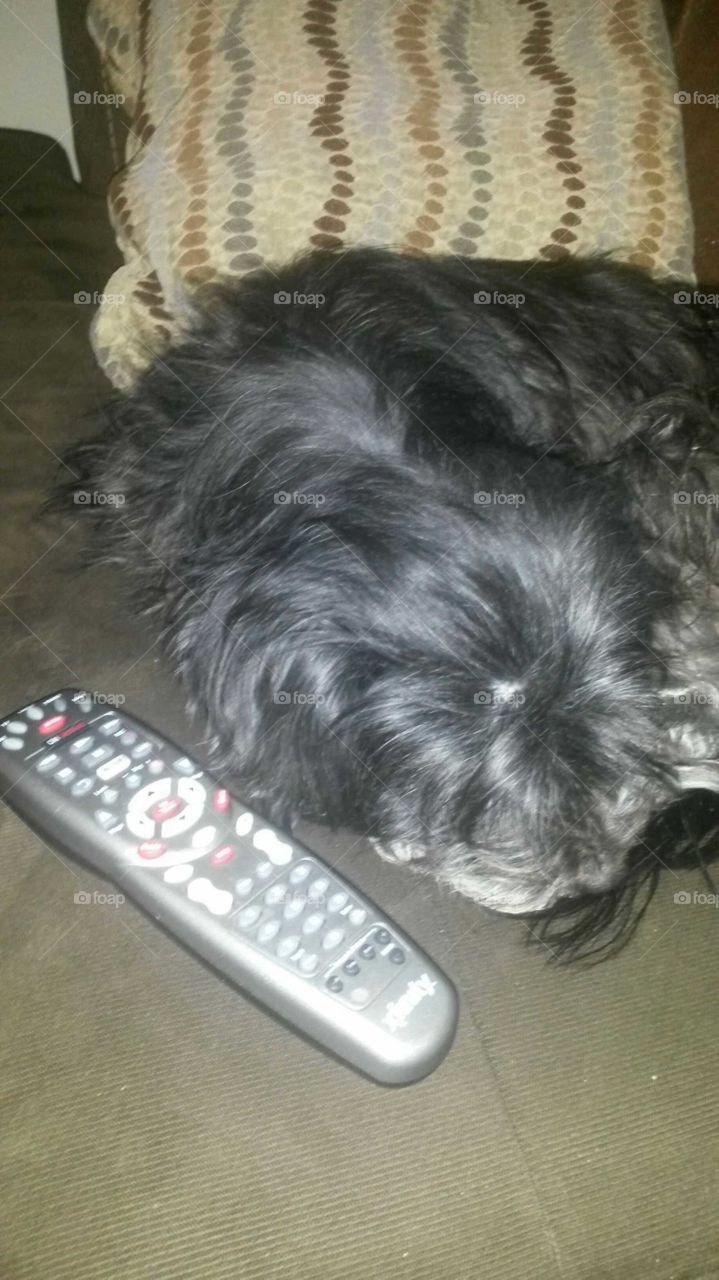 dog sleeping besides the remote control