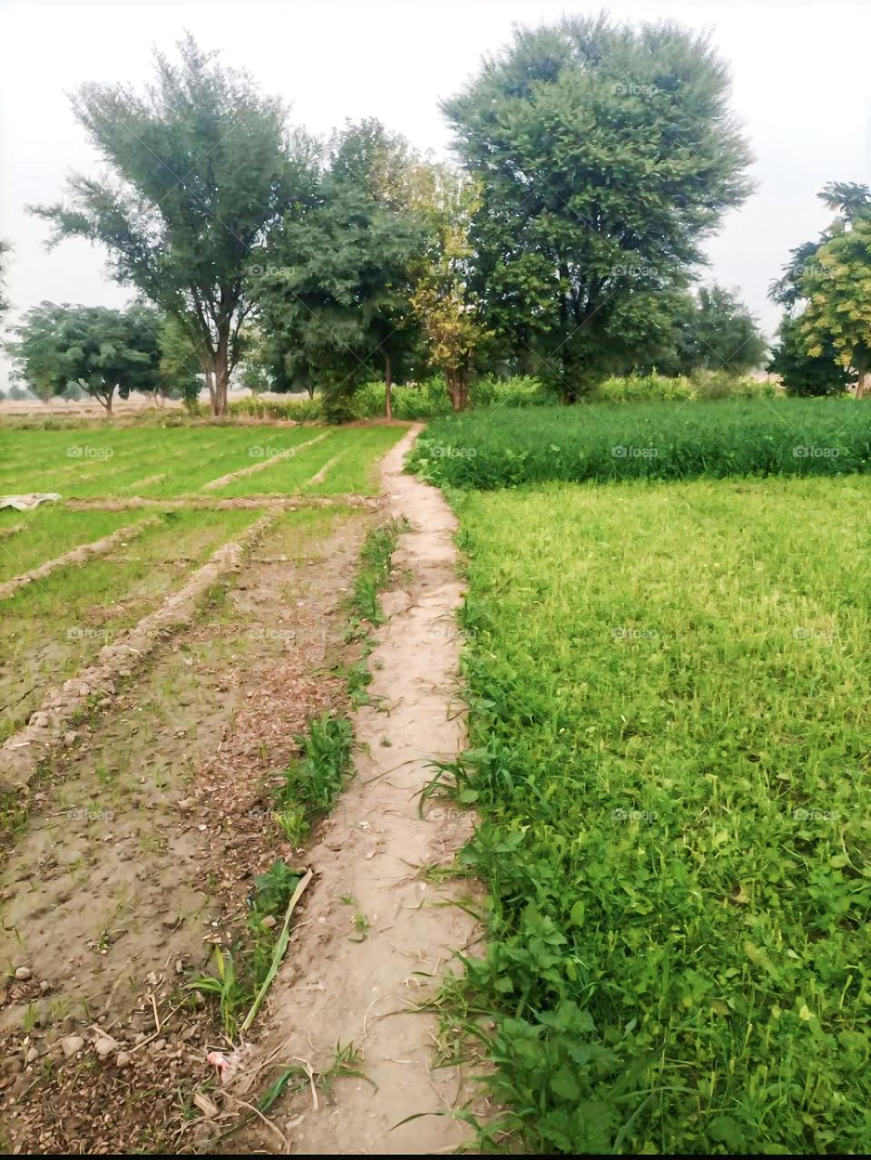 Path Through the Fields
