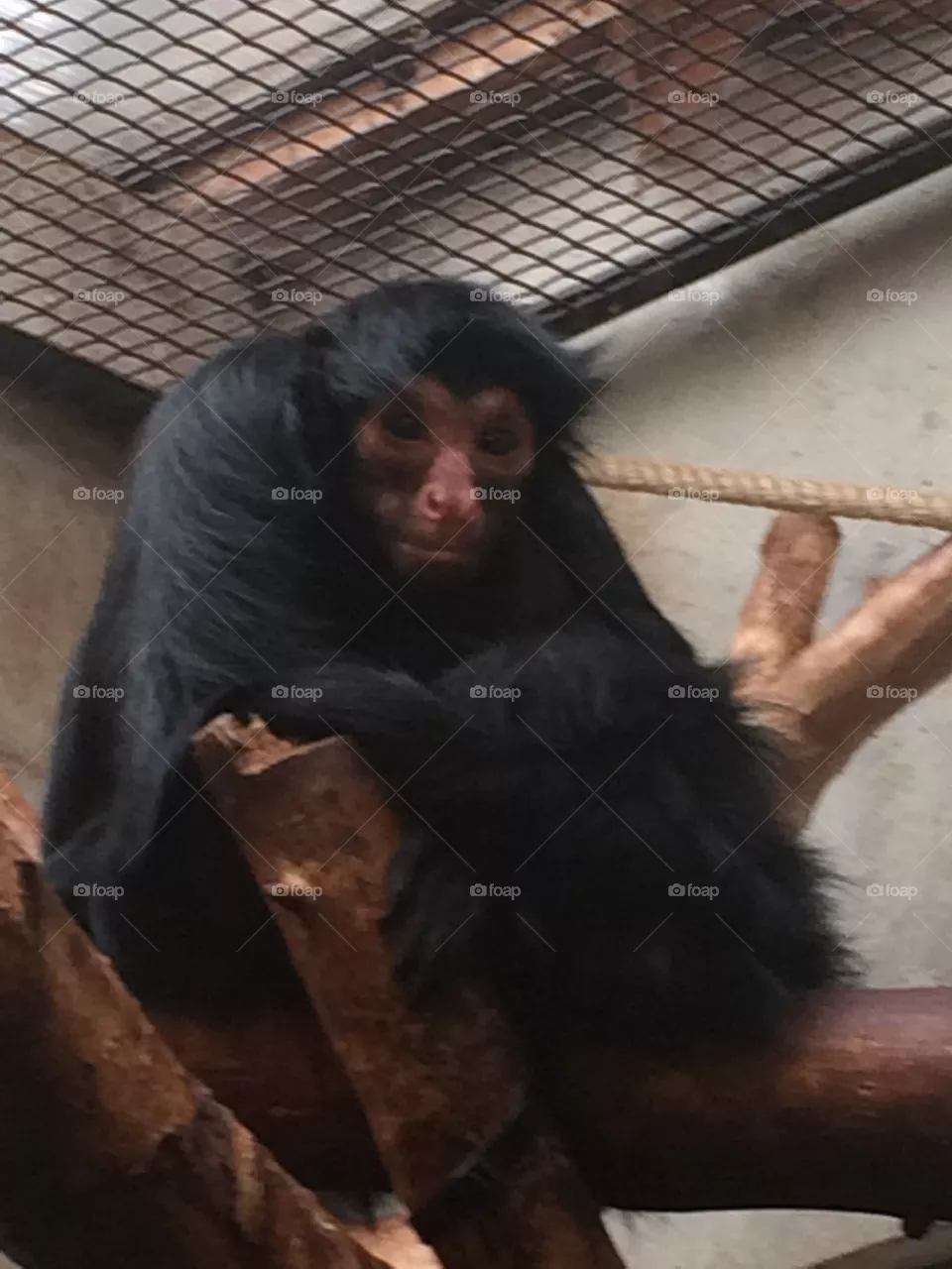 Monkey