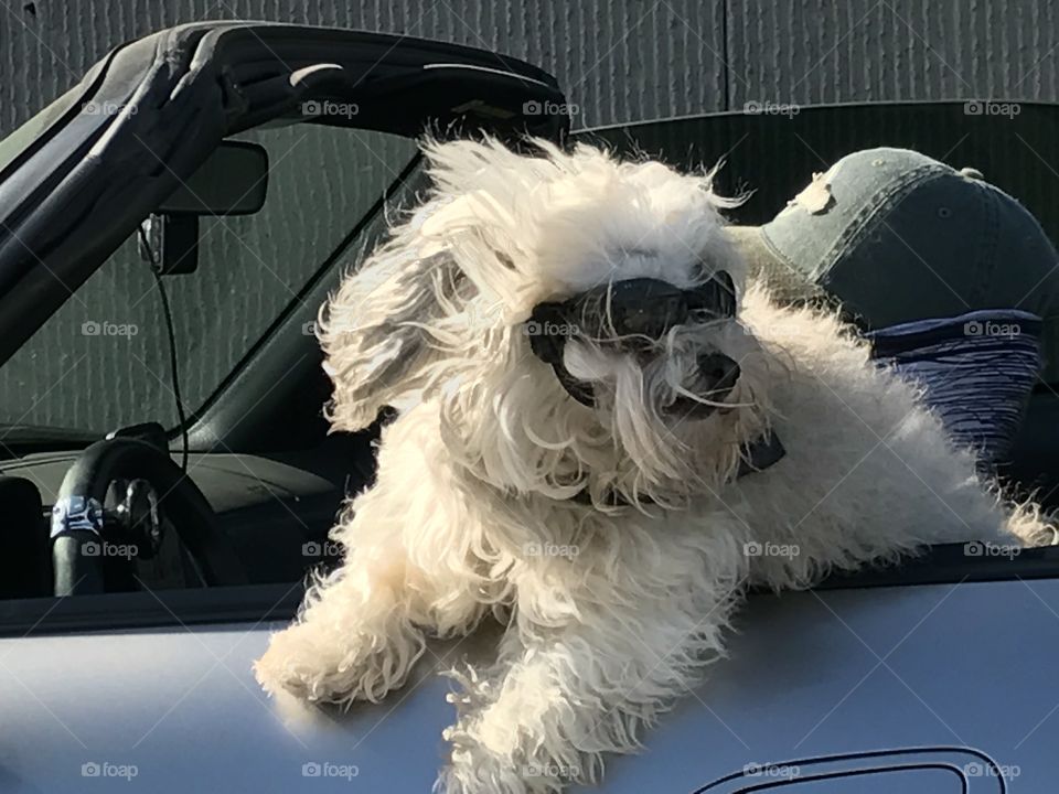 Doggie shades