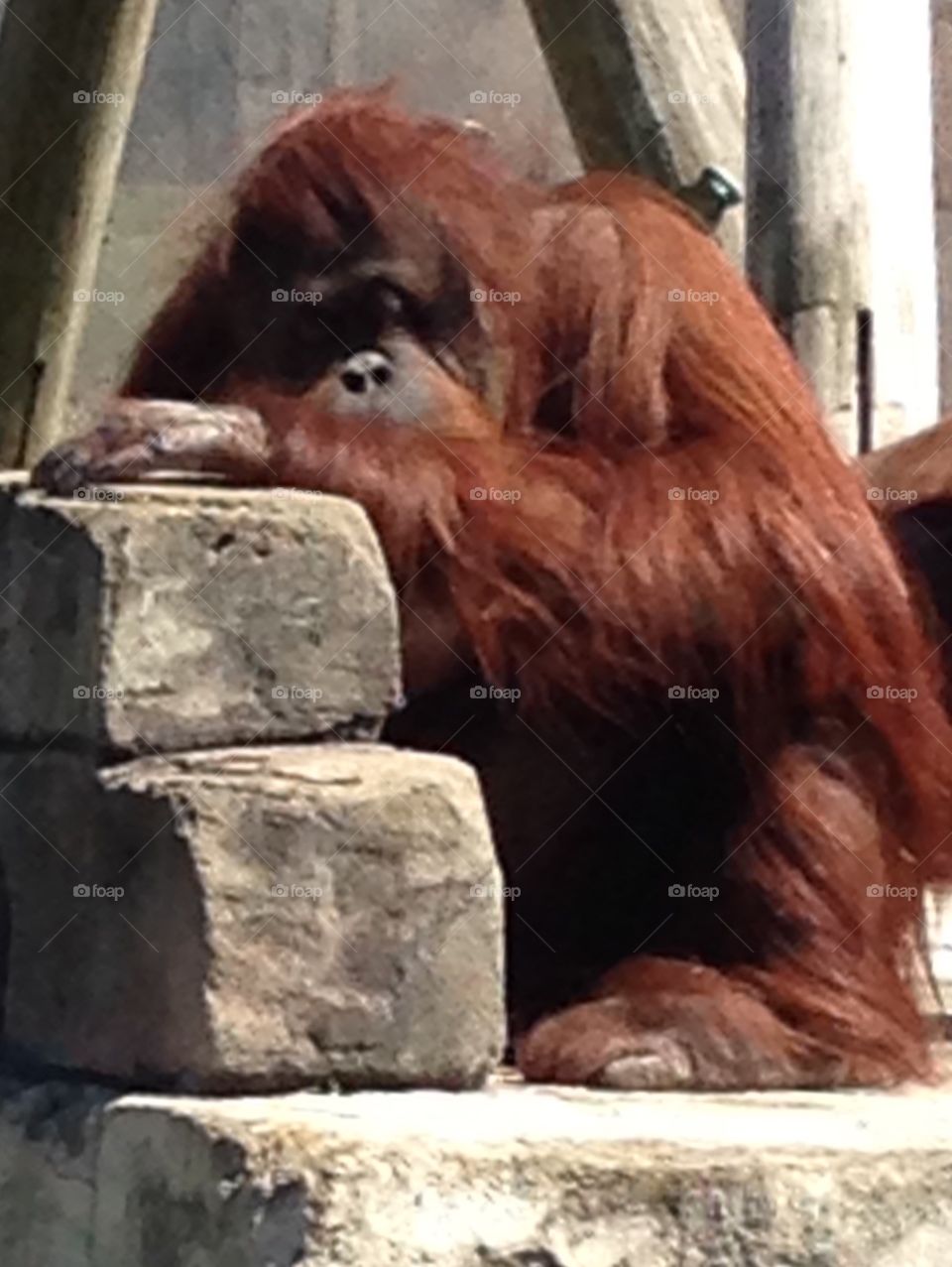 Orangutan at the Zoo 