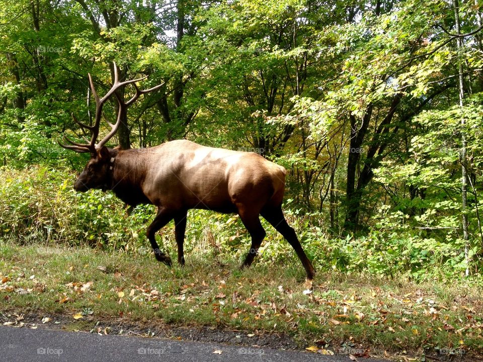 Elk Walking on a mountain road 