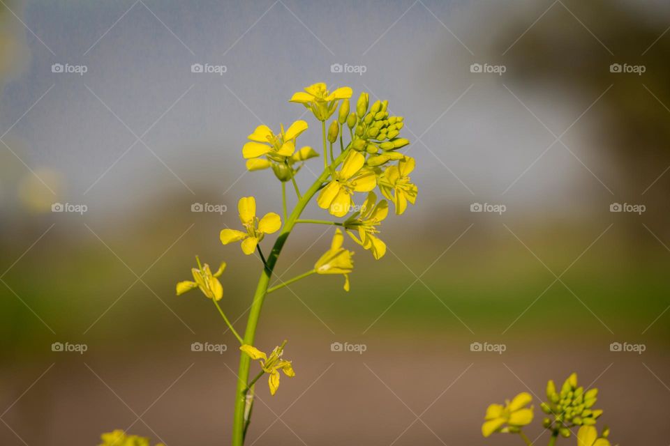 Yellow flower