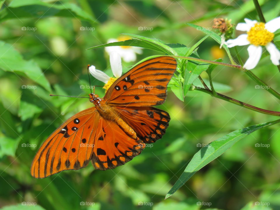 Gulf Fritillary