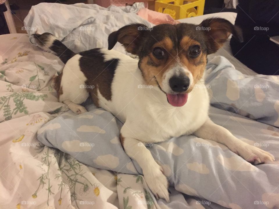 A happy puppy sitting on a bed and showing a pink tounge