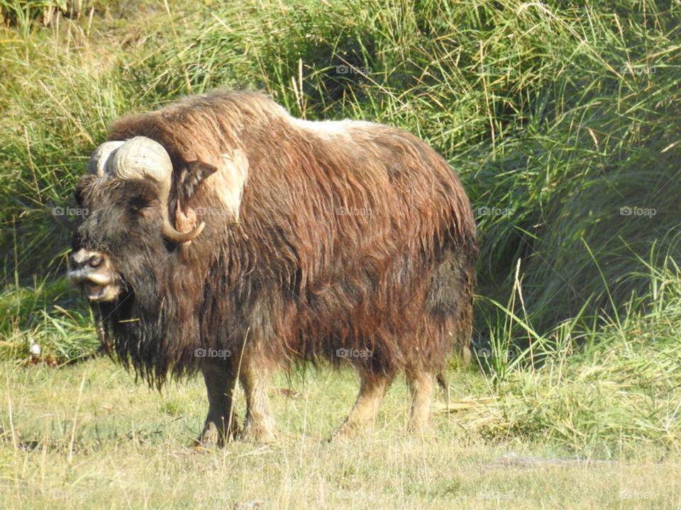 By the 1920’s Muskox had disappeared from May. Countries including Alaska.  In 1930 34 Muscox were captured in East Greenland and brought to Alaska.  They have thrived in Alaska.