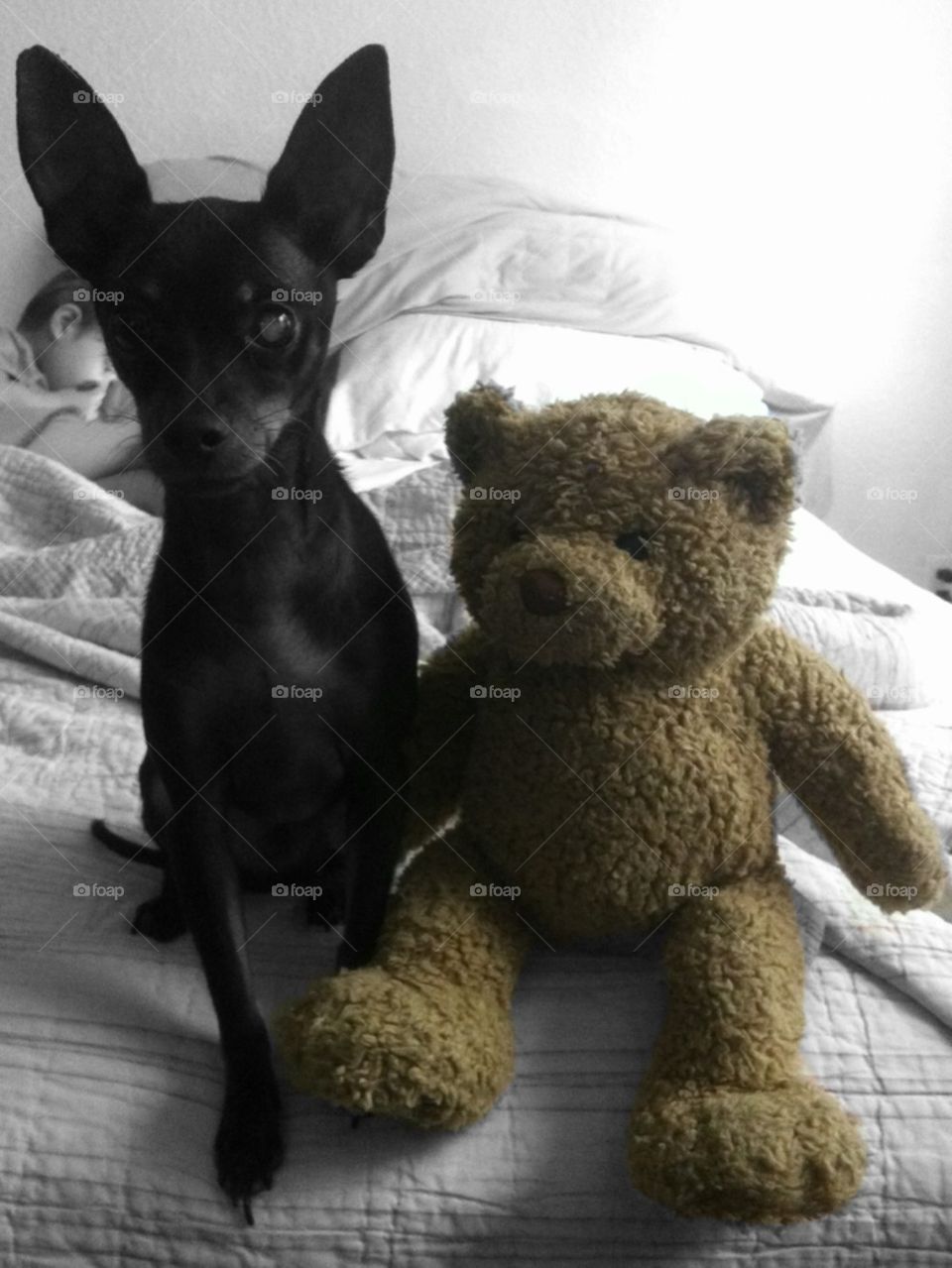 Teddy and puppy