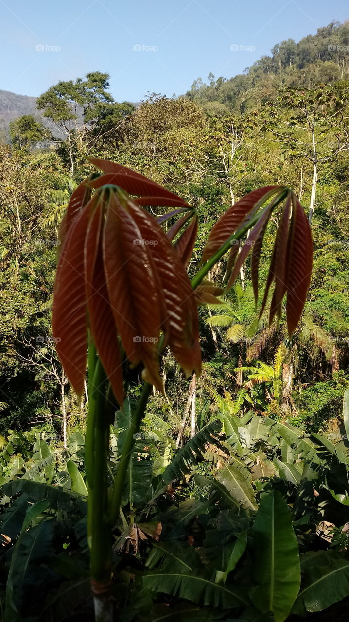Knospe, Krone, Baum, Natur und Umwelt.