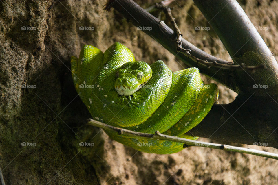 Morelia Viridis Green treepython.