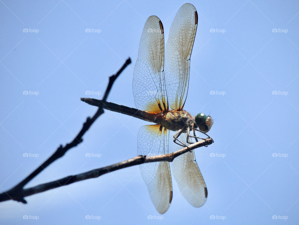 Dragonfly 