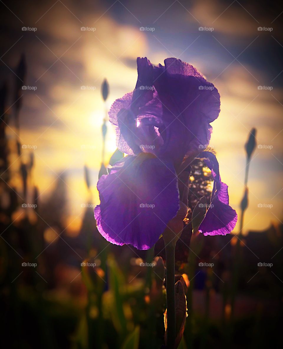 Sunset and an iris