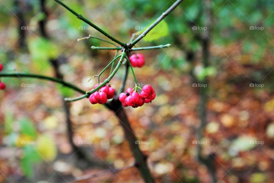 red pebbles