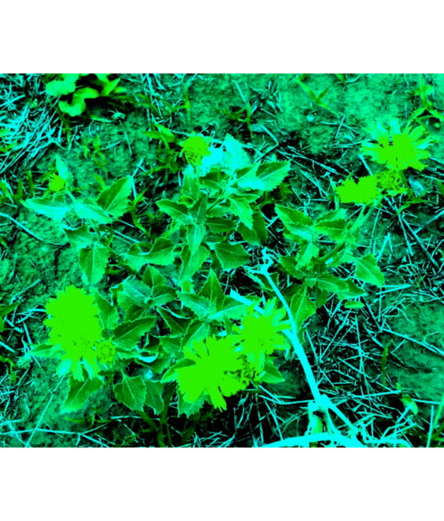 beautiful flower image