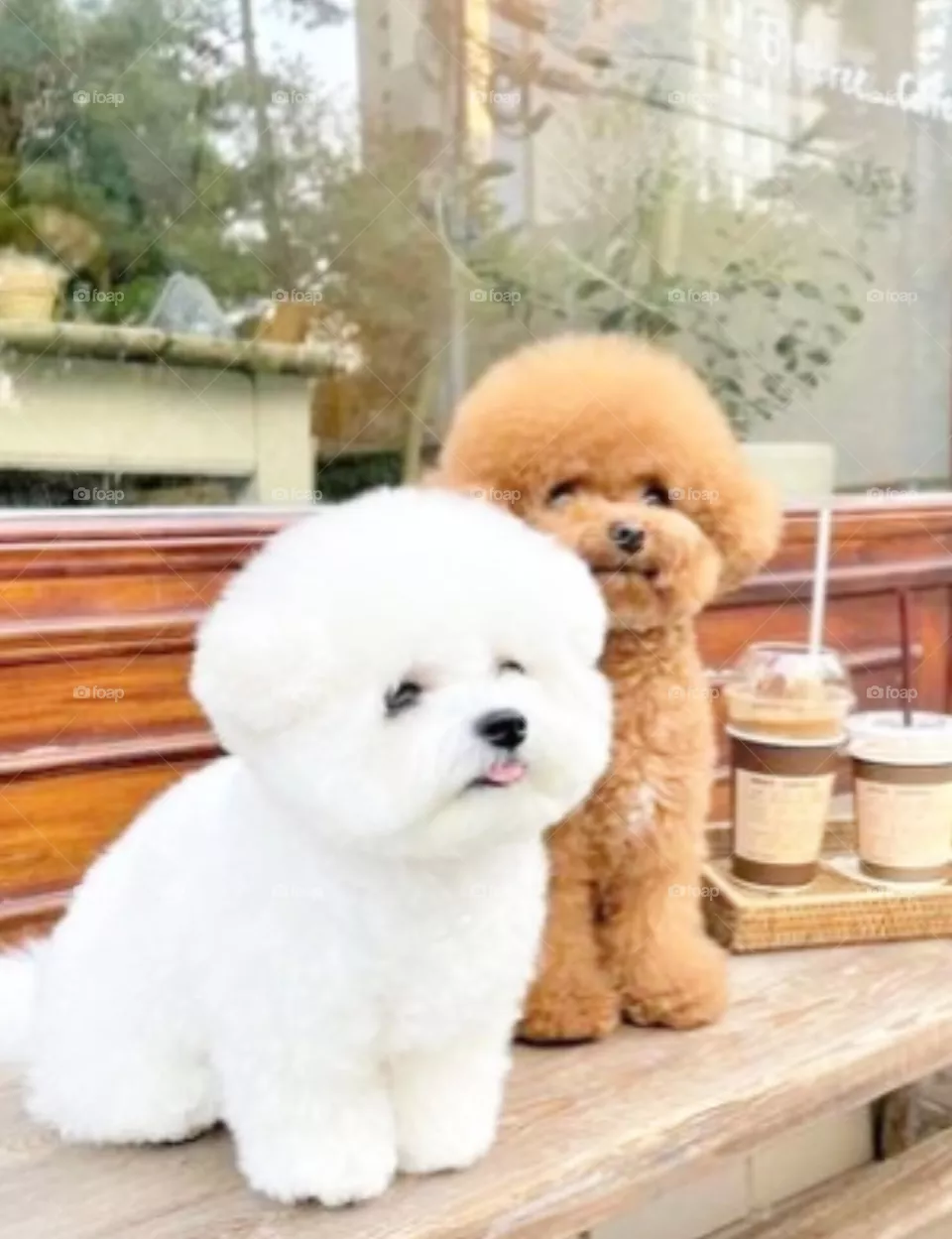 🐕
