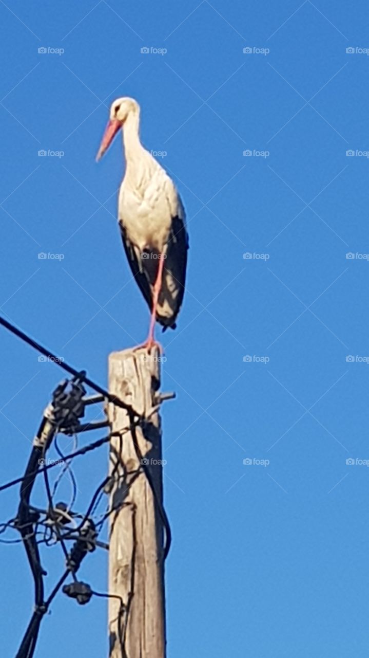 Stork