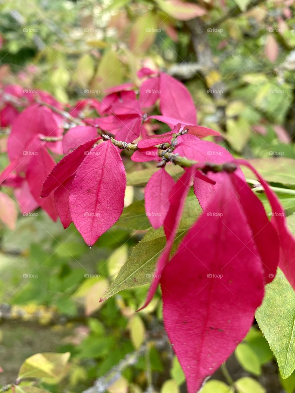 Leaves taking on their autumn colors