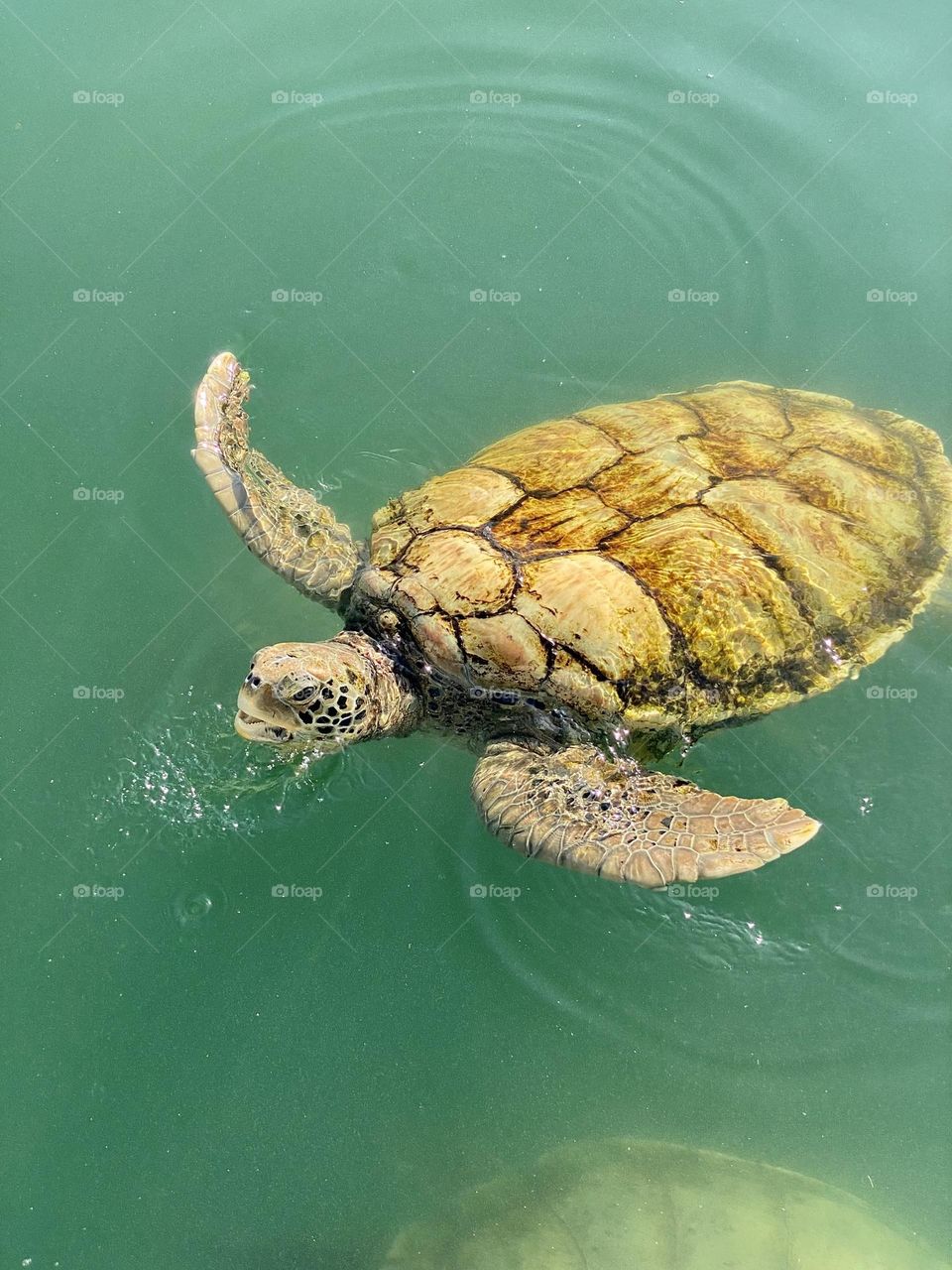 A green sea turtle swimming thru the water
