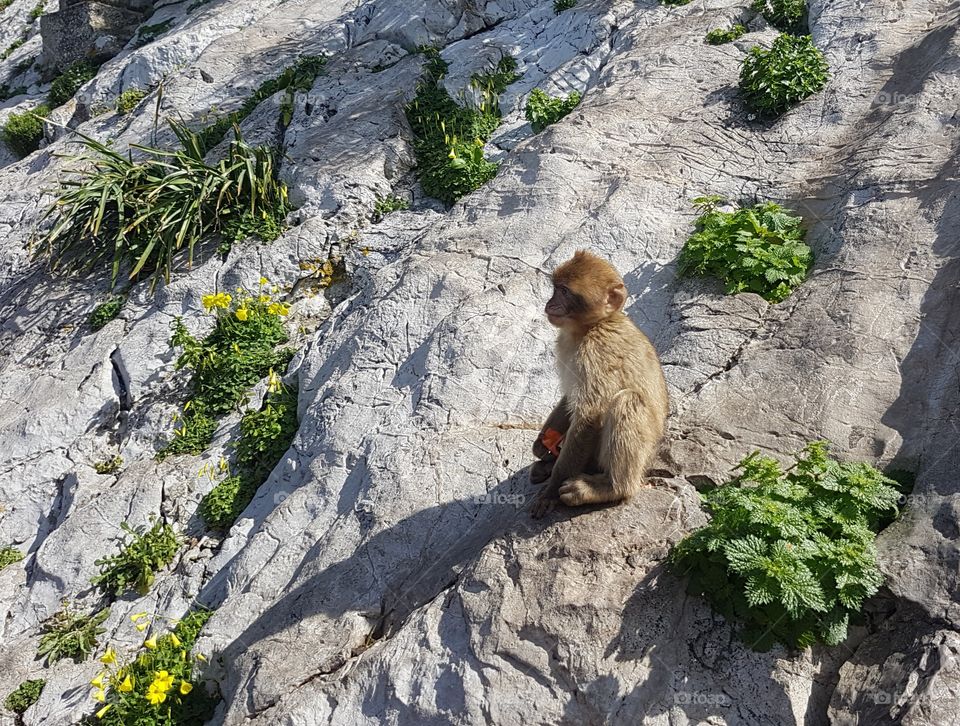 baby brown wild monkey sits on rocky hill with green plants in sunshine and shadow, in Gibraltar, Europe in spring