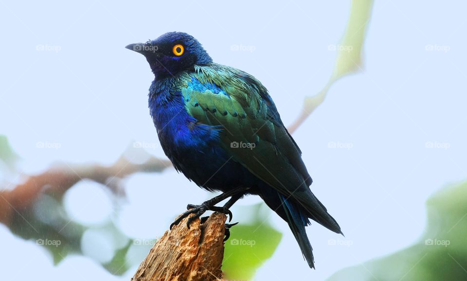 Close-up of bird perching on branch against sky - purple Starling
