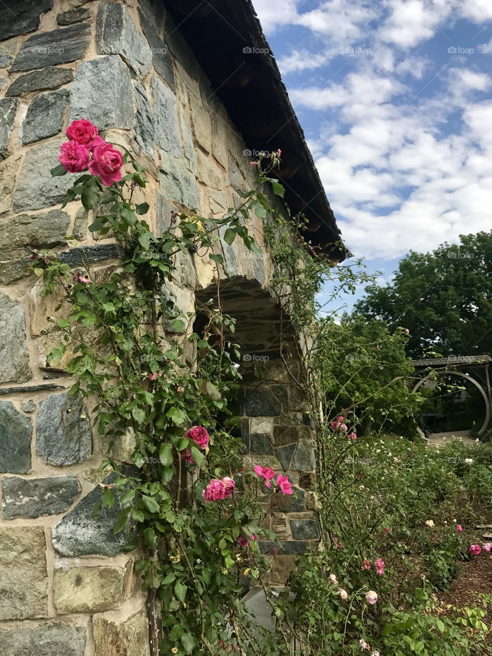 Roses and stone wall