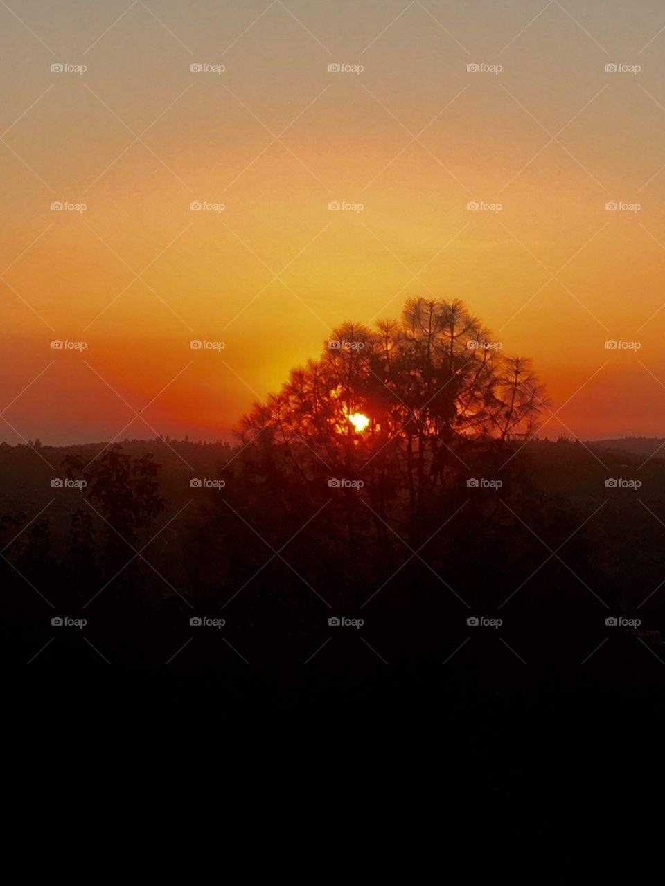 Sunset tree