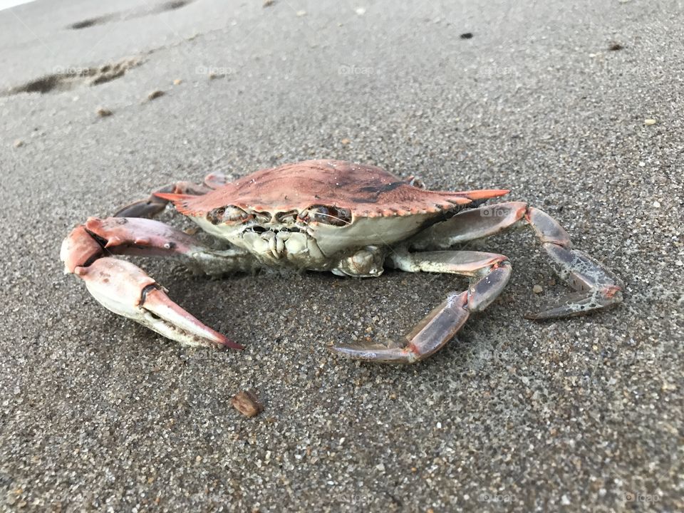 Crab