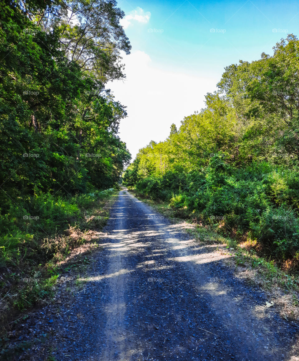 Beautiful Countryside Road in the Middle of the Forest