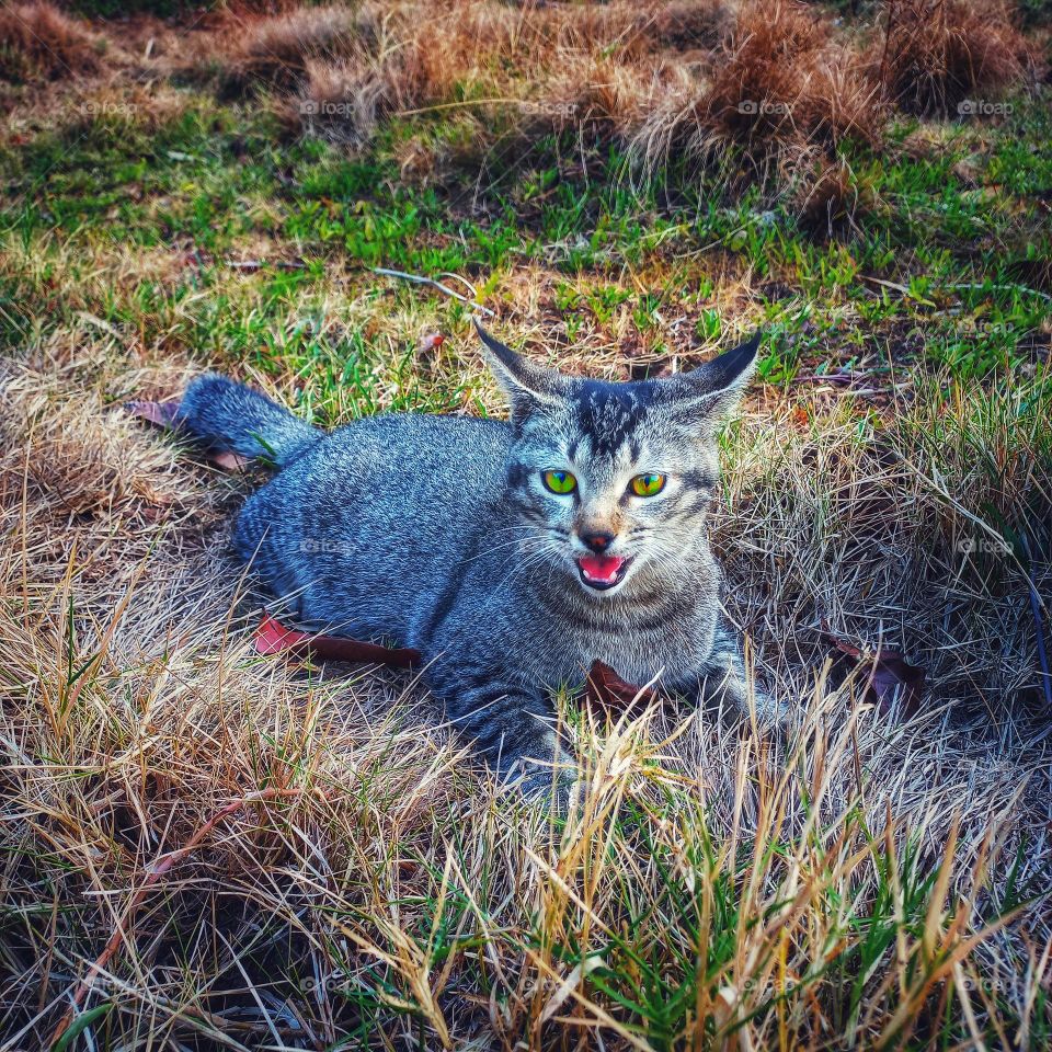 Cute cats are furry in the grass or weeds
