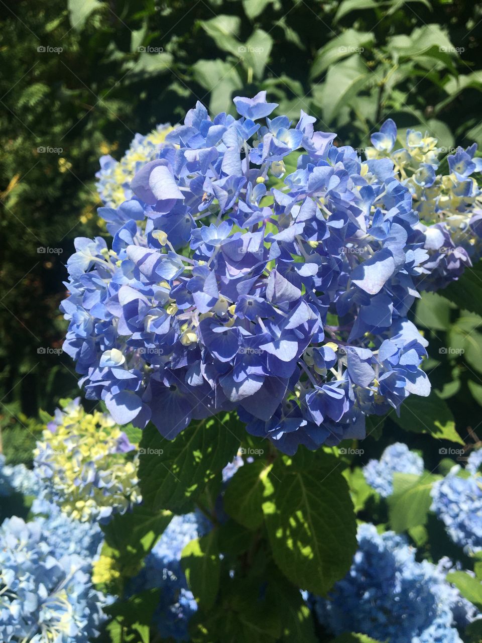 Lilac hydrangea 