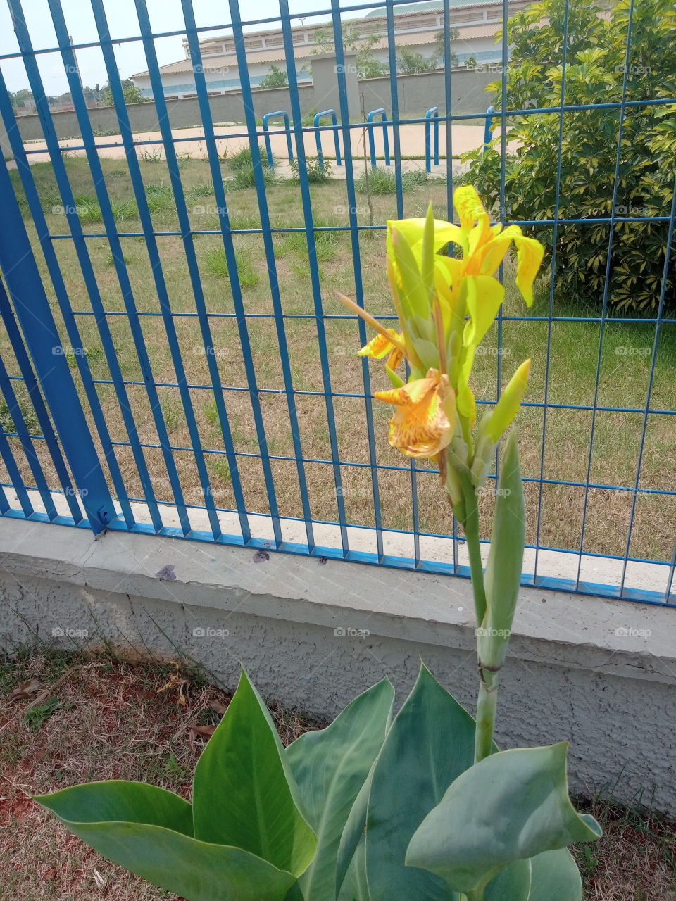 O Encanto das flores!