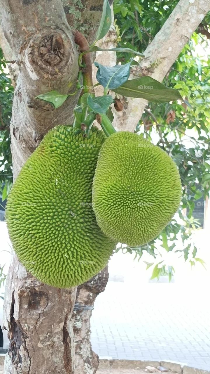 Nangka