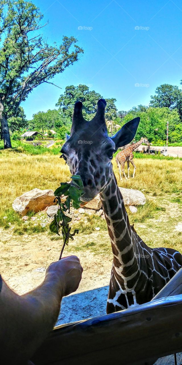 Feeding the giraffe