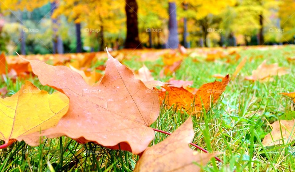 Autumn leaf on grass