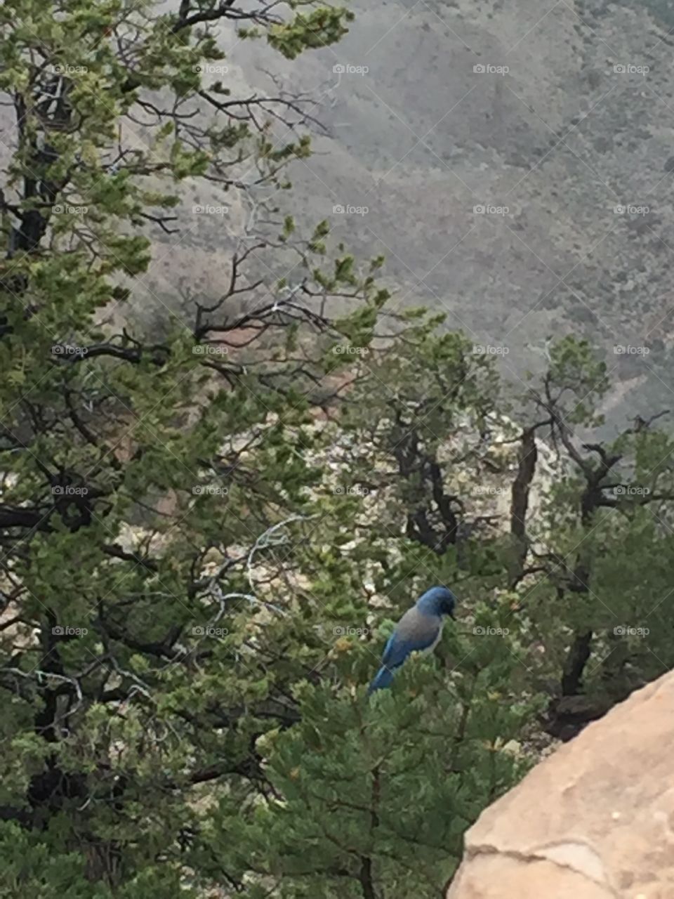 Bluebird in the canyon 