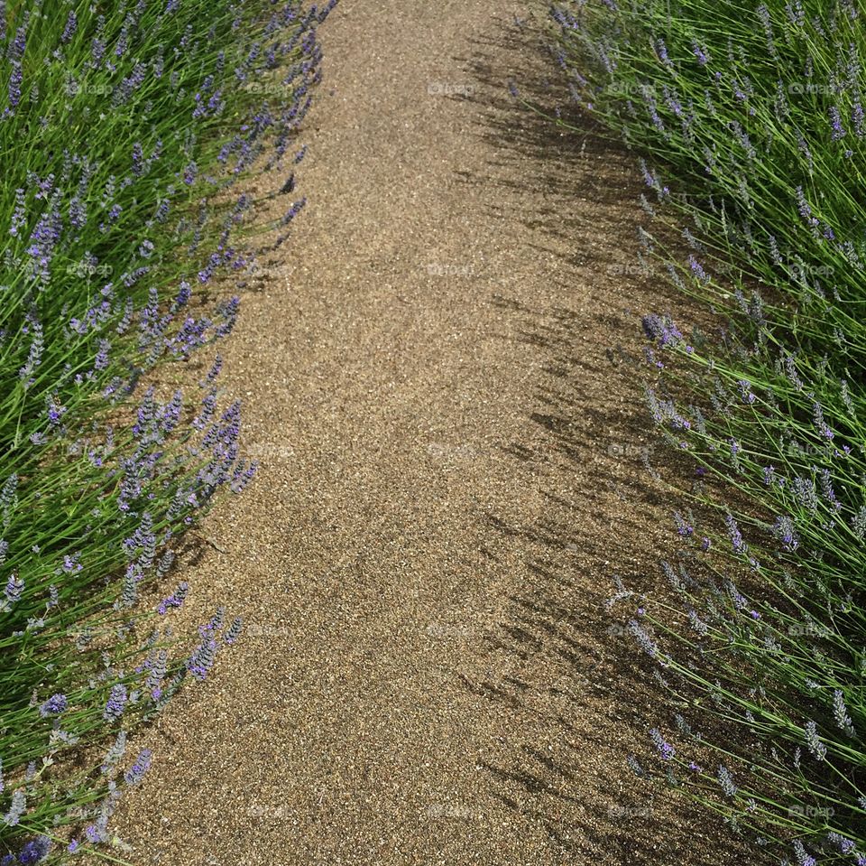 Flowers path 