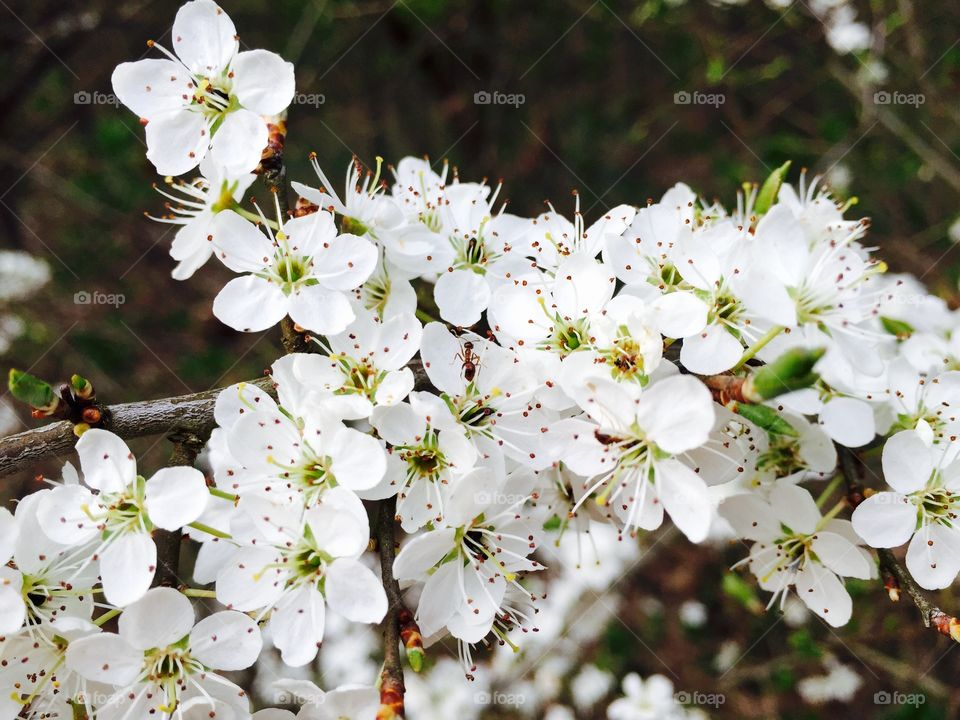 Cherry blossom flowers