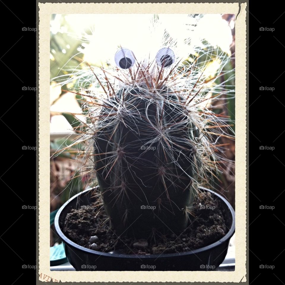 Old man Cactus