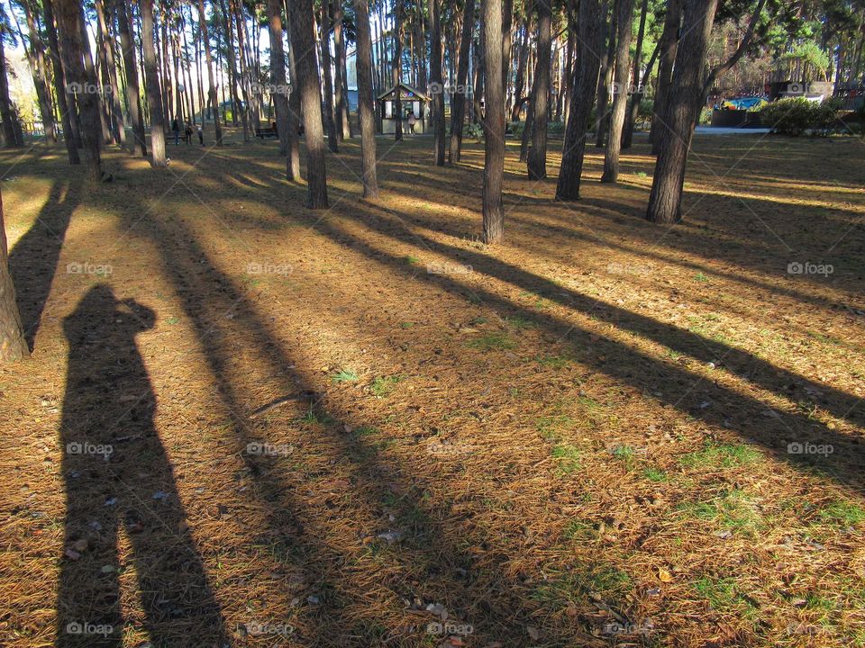 sunny day in the park, reflection, shadows, trees, me, autumn, city, rest