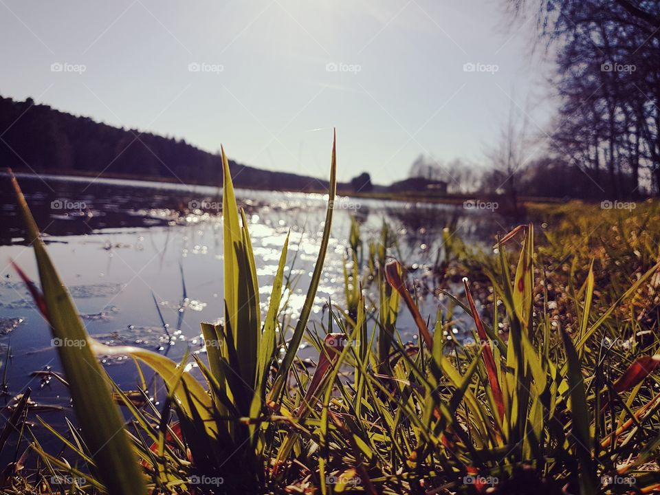 gras am weiher