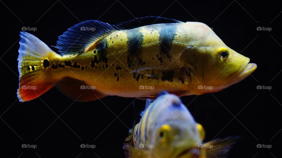 A pair of yellow Pbass fish swim in the aquarium