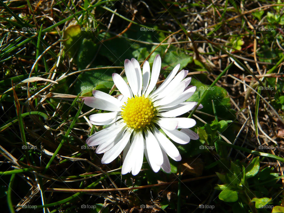 Close-up of daisy flower in Berlin, Germany.