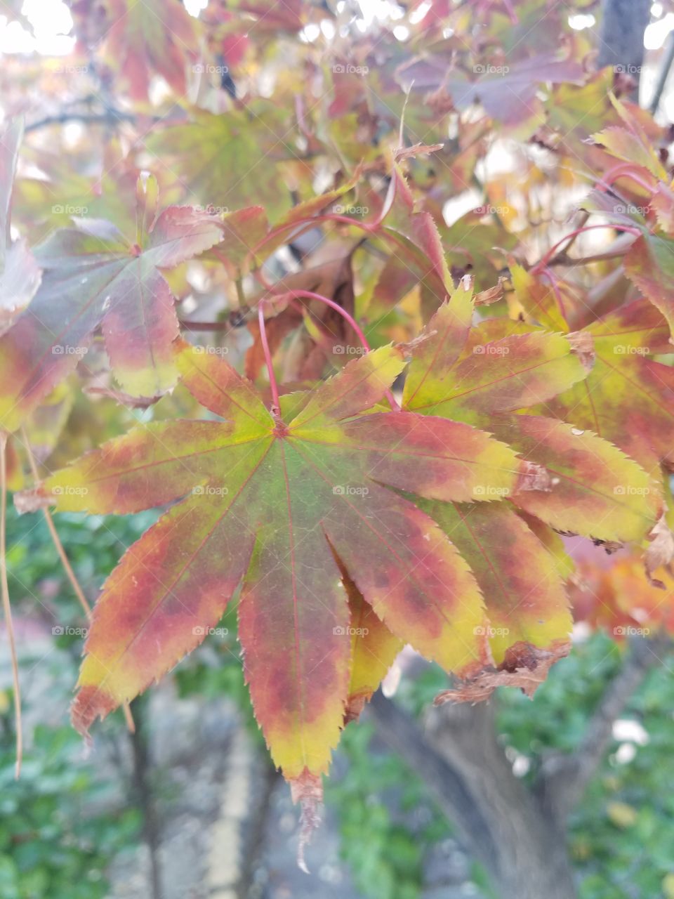 Leaf, Fall, Nature, No Person, Bright