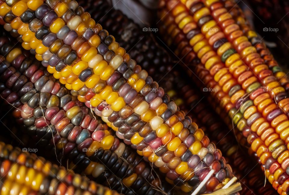 Indian corn, a sign of fall and harvest is often used as decoration for American Thanksgiving. 