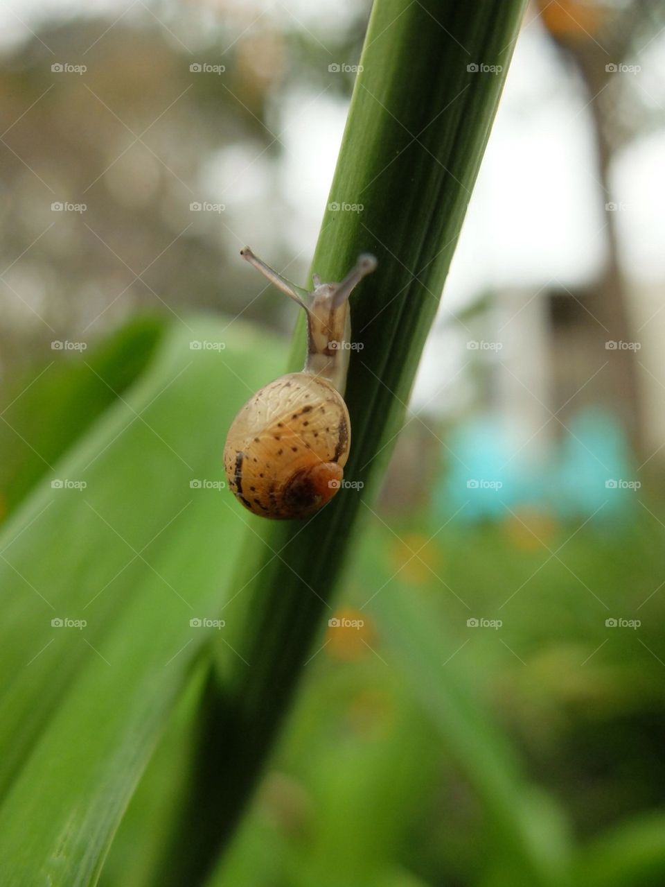 Snail on a stalk