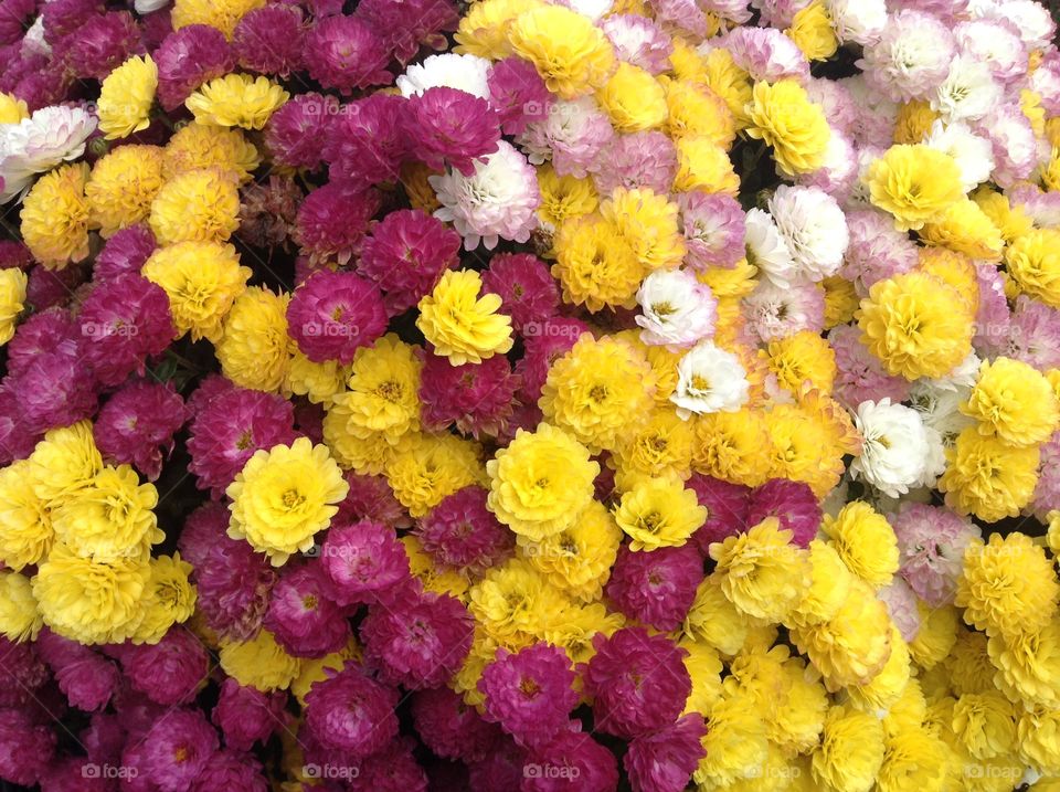 Background of different chrysanthemum flowers