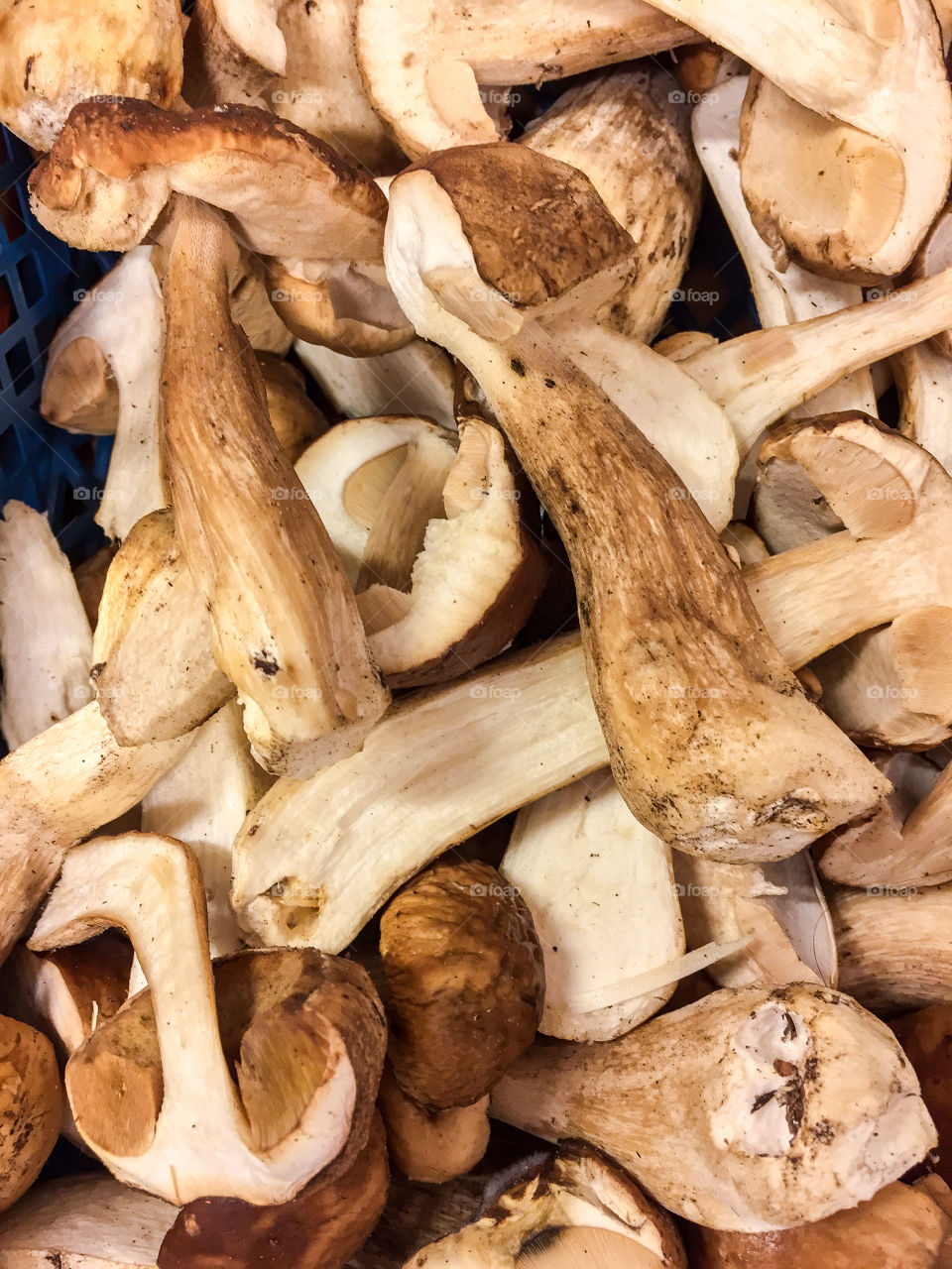 Heap with sliced fresh Swedish edible cep mushroom ready for frying or to sell at farmers market.