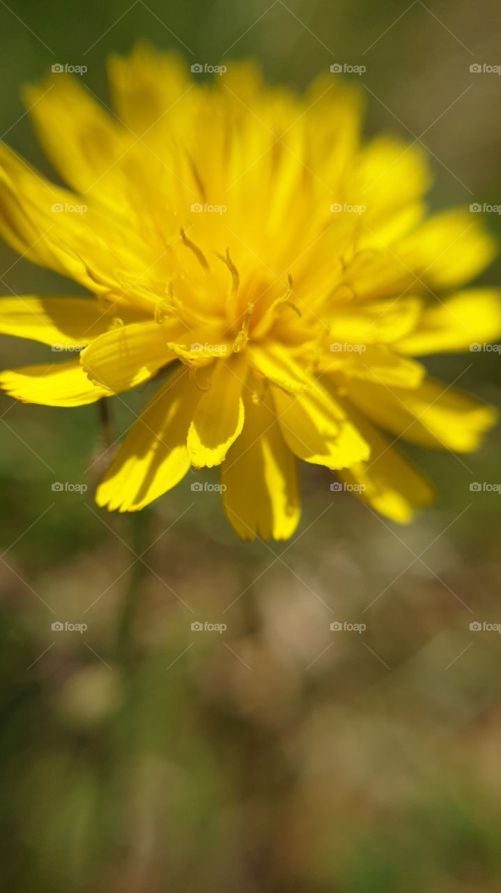 macro yellow flower
